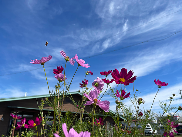 ねねいふたば保育園園舎とコスモス
